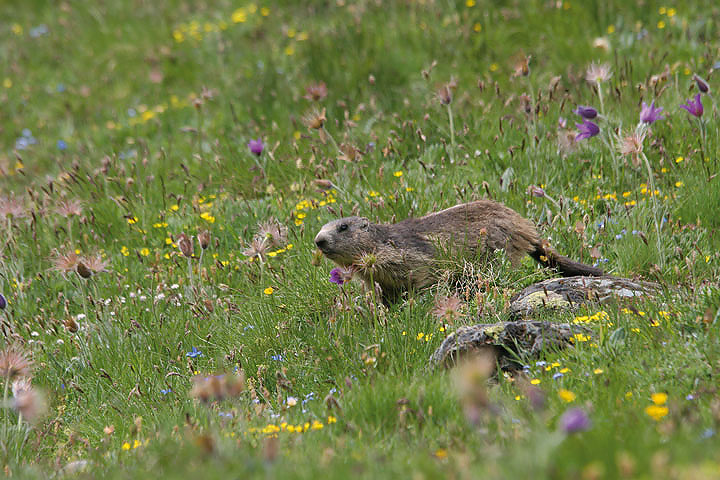 il Gran Paradiso e i suoi animali